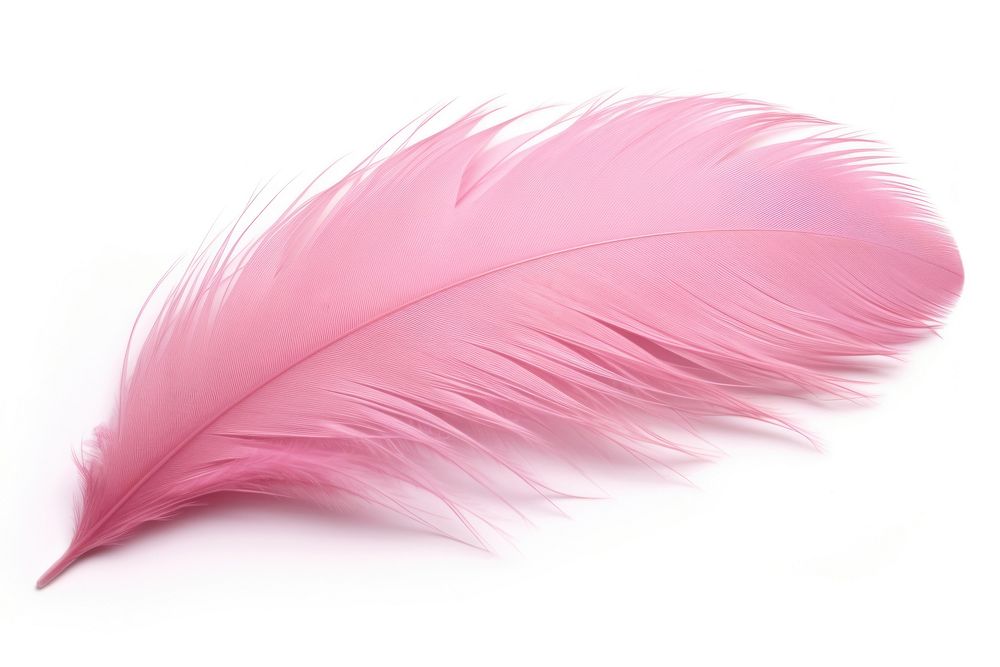 Feather pink white background lightweight. AI generated Image by rawpixel.