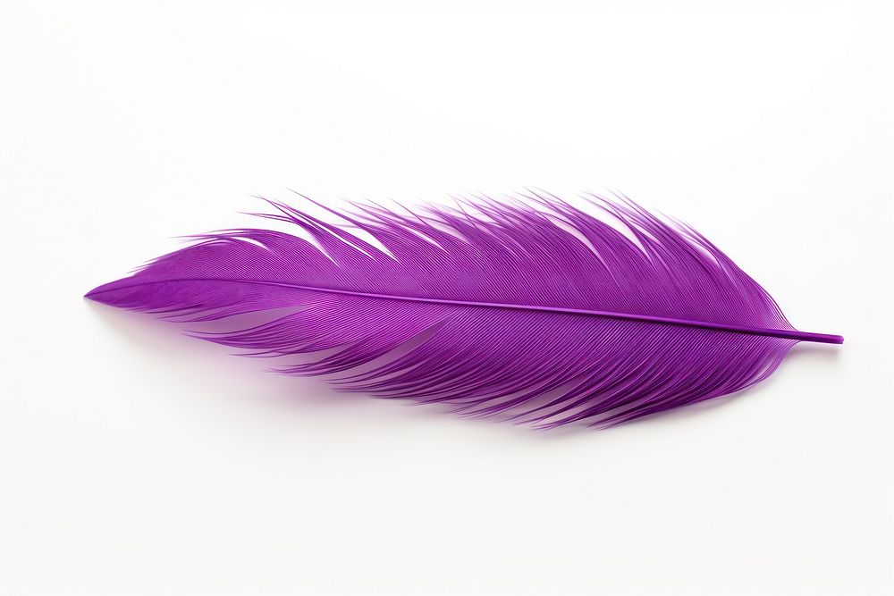 Feather purple white background lightweight. AI generated Image by rawpixel.