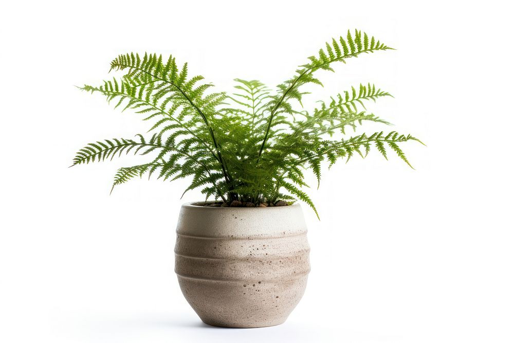 Fern in pot plant leaf white background. AI generated Image by rawpixel.