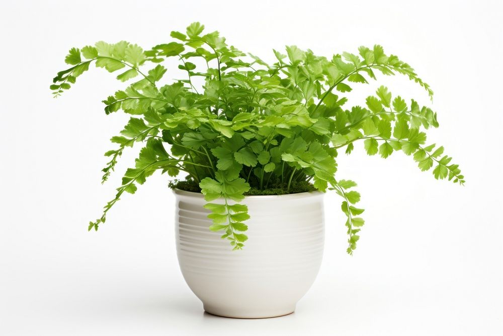 Maidenhair fern in pot plant herbs leaf. 