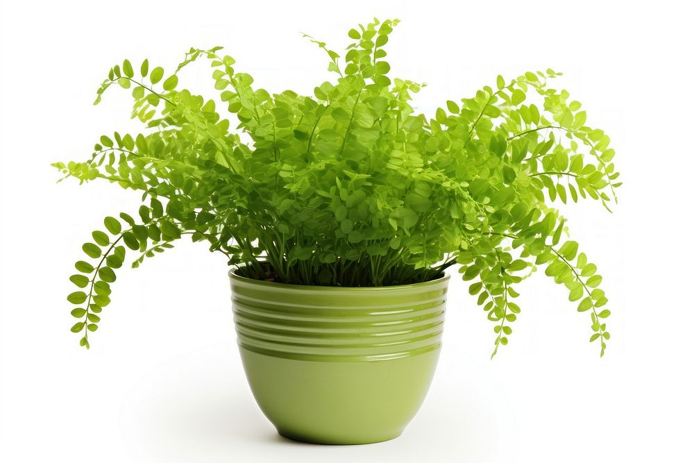 Maidenhair fern in pot plant herbs leaf. AI generated Image by rawpixel.