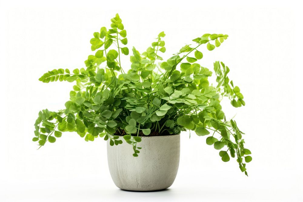 Maidenhair fern in pot plant leaf white background. AI generated Image by rawpixel.