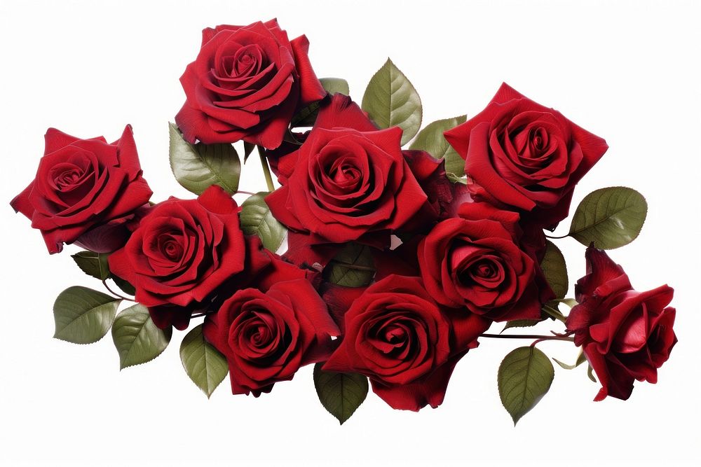 Red roses flower plant white background. AI generated Image by rawpixel.