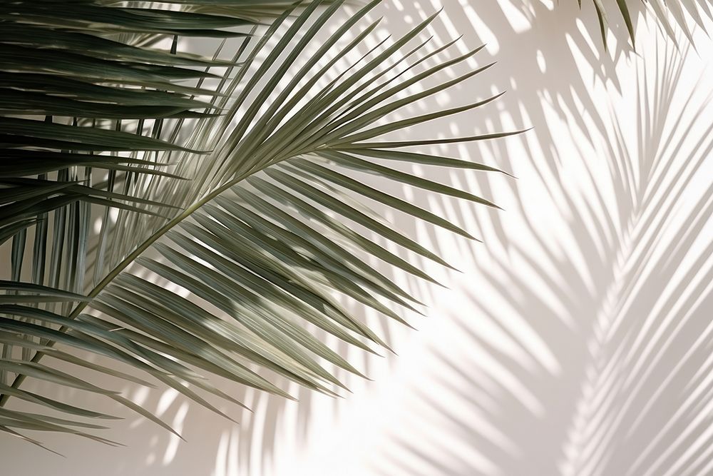 A white wall with green palm leaves and shadows outdoors nature plant. 