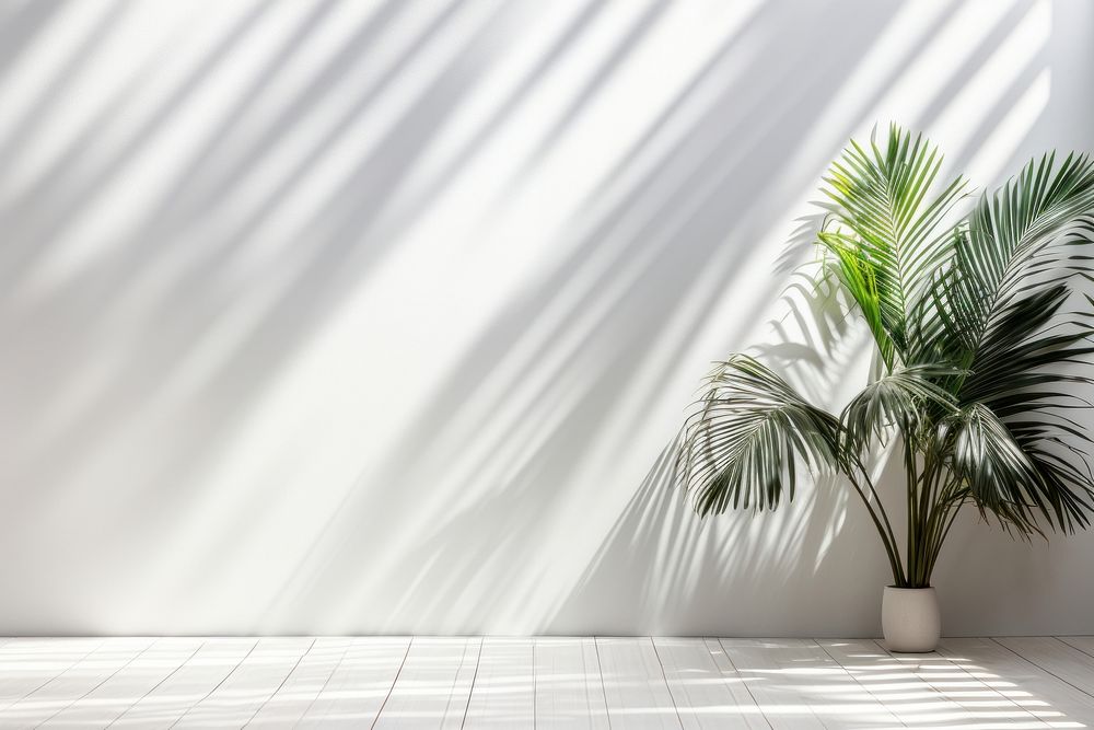 A white wall with green palm leaves and shadows architecture nature plant. AI generated Image by rawpixel.