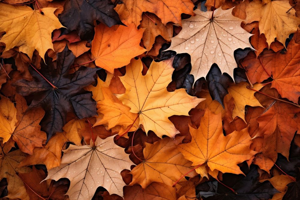 Fall leave pile leaves maple plant. AI generated Image by rawpixel.