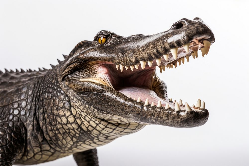 Alligator reptile animal lizard AI Free Photo rawpixel Alligator reptile animal lizard AI Free Photo rawpixel