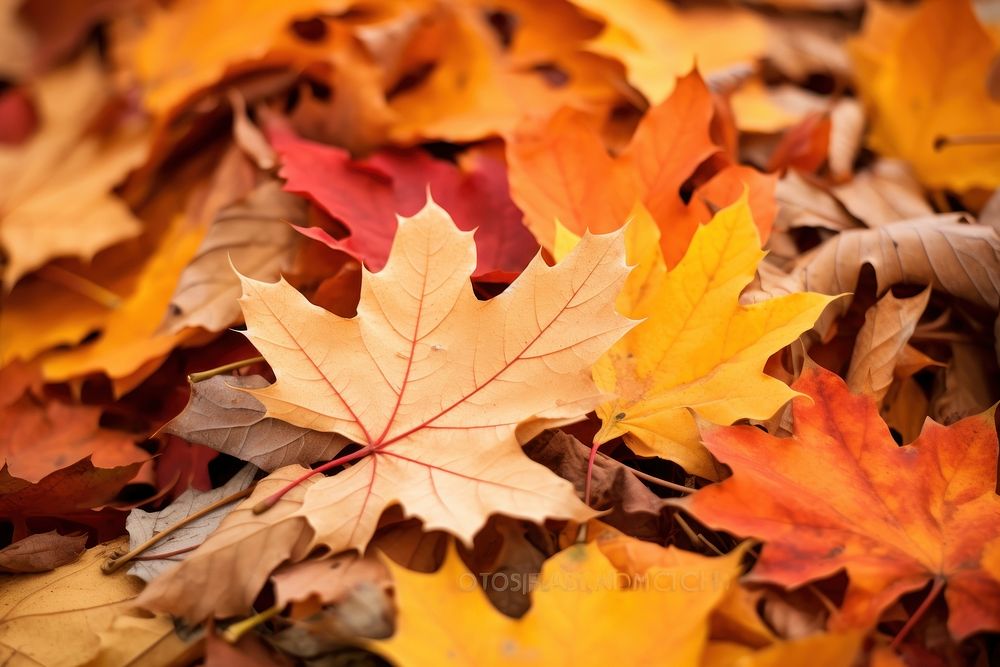 Fall leave pile leaves maple plant. AI generated Image by rawpixel.