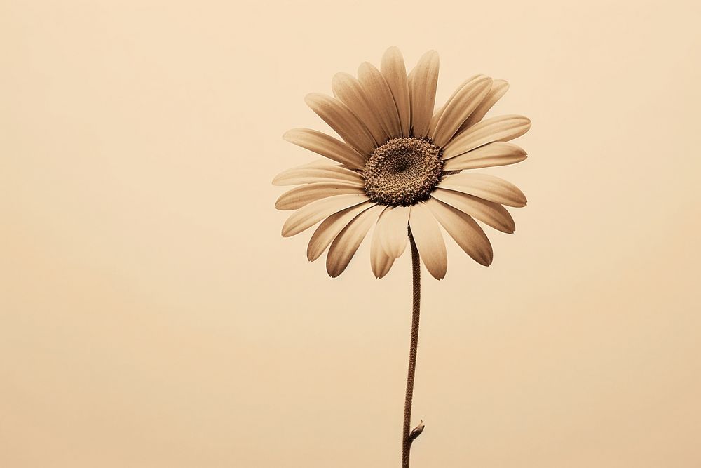 Daisy flower petal plant. AI generated Image by rawpixel.