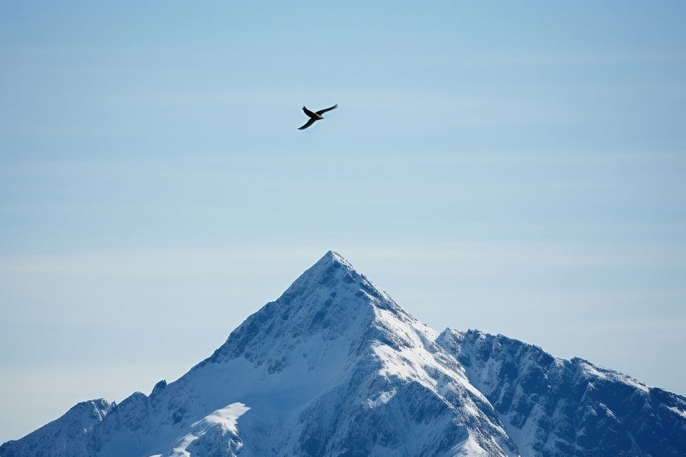 Big grenn mountain snow on top and bird flying circle around highest outdoors nature sky. 