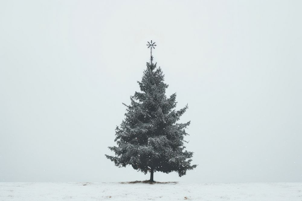 Chirstmas tree fullframe outdoors nature plant. AI generated Image by rawpixel.