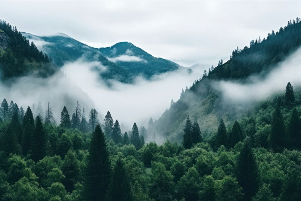 Forest land fog landscape. AI generated Image by rawpixel.