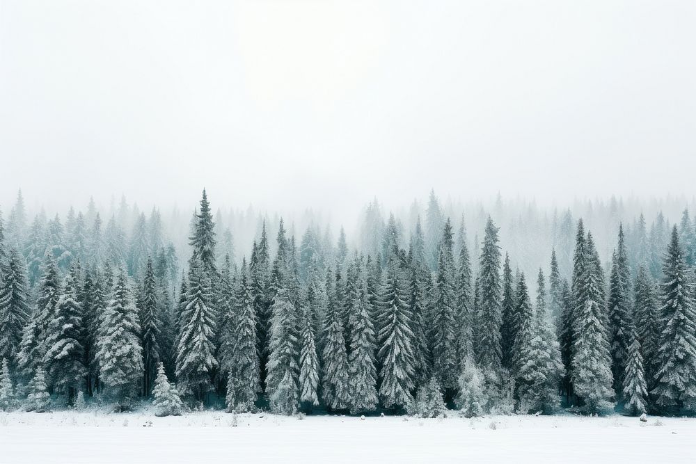Snow forest land landscape outdoors. AI generated Image by rawpixel.