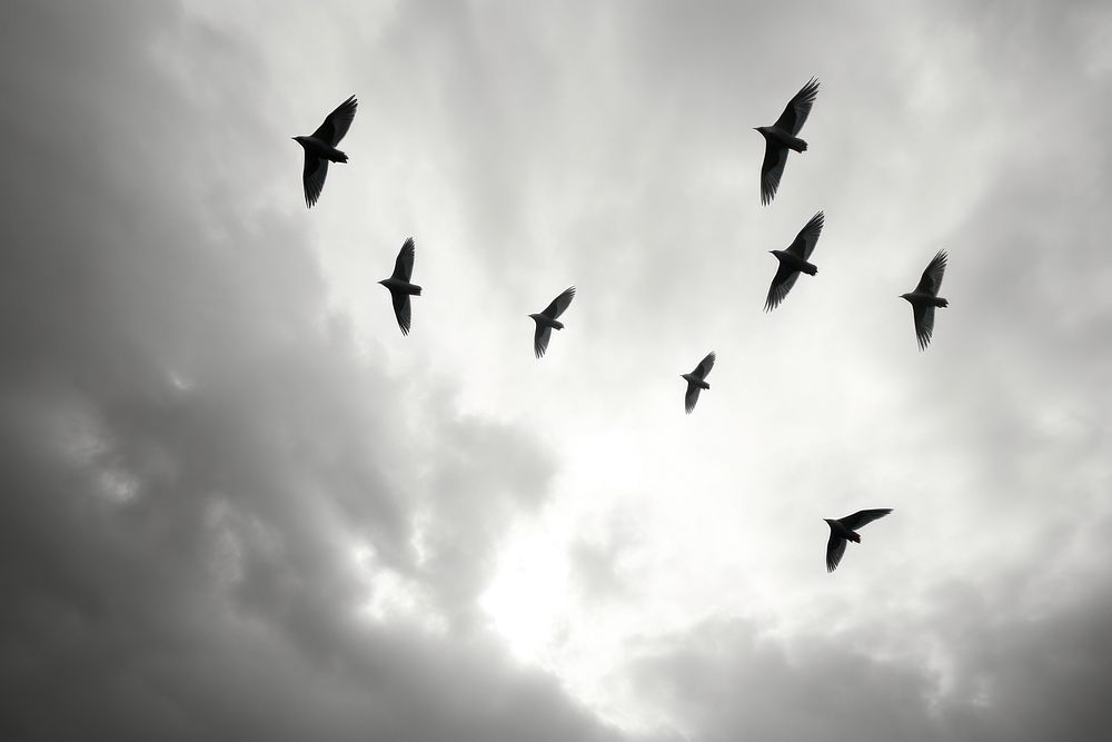 Birds flying in the sky outdoors animal nature. AI generated Image by rawpixel.