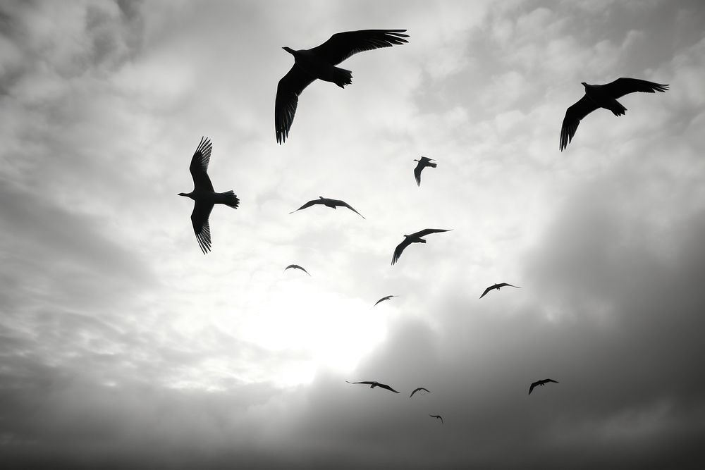 Birds flying in the sky silhouette outdoors seagull. AI generated Image by rawpixel.