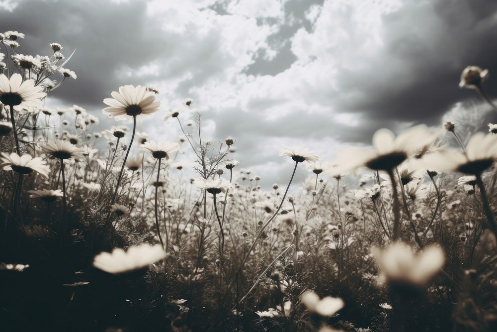 Flower field landscape outdoors nature. 