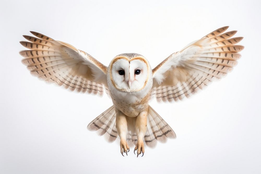 Barn owl flying animal white bird. AI generated Image by rawpixel.
