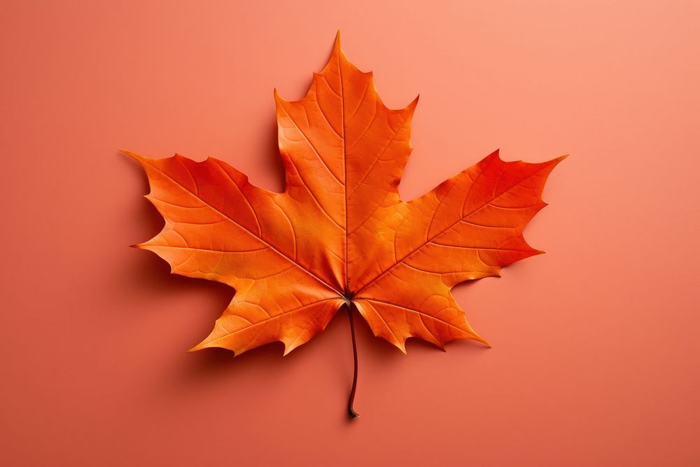 Fall leave leaves plant leaf. AI generated Image by rawpixel.