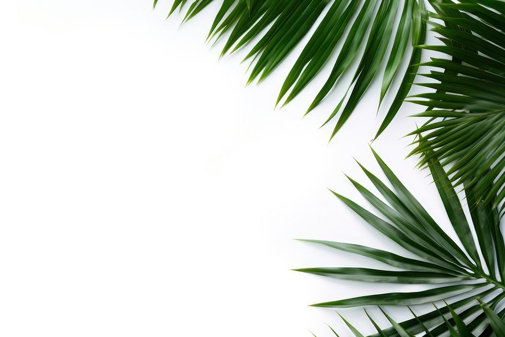 Palm leaf backgrounds outdoors nature. AI generated Image by rawpixel.