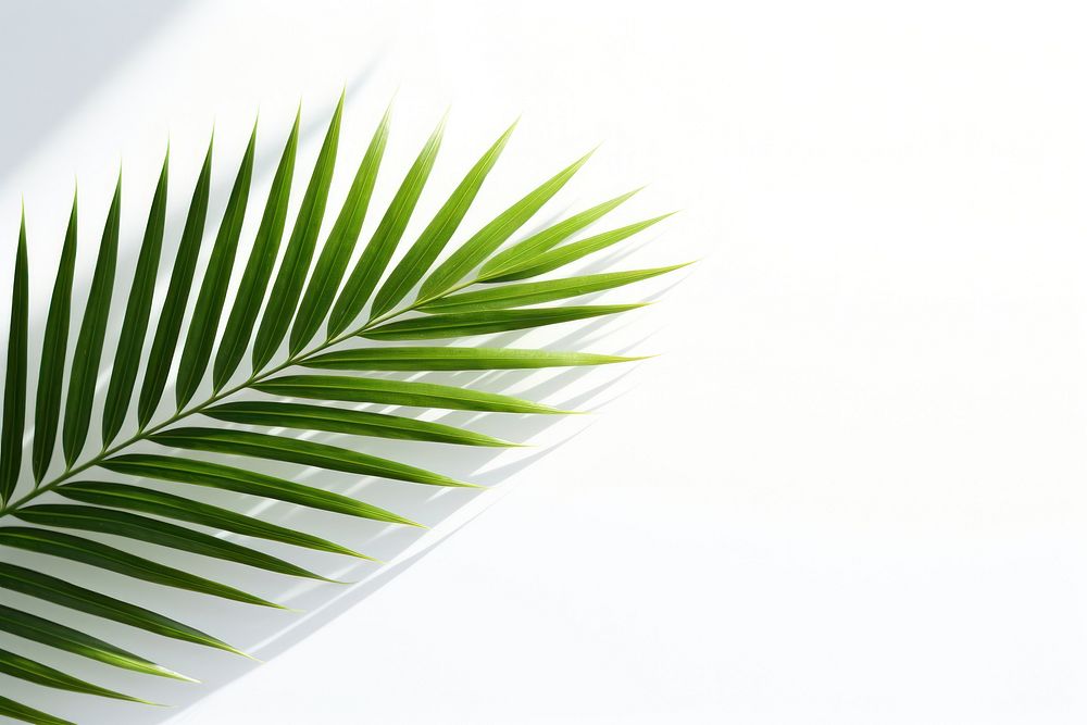Palm leaf nature plant green. AI generated Image by rawpixel.