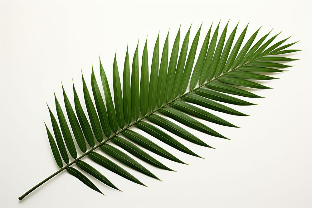 Palm leaf plant tree white background. AI generated Image by rawpixel.