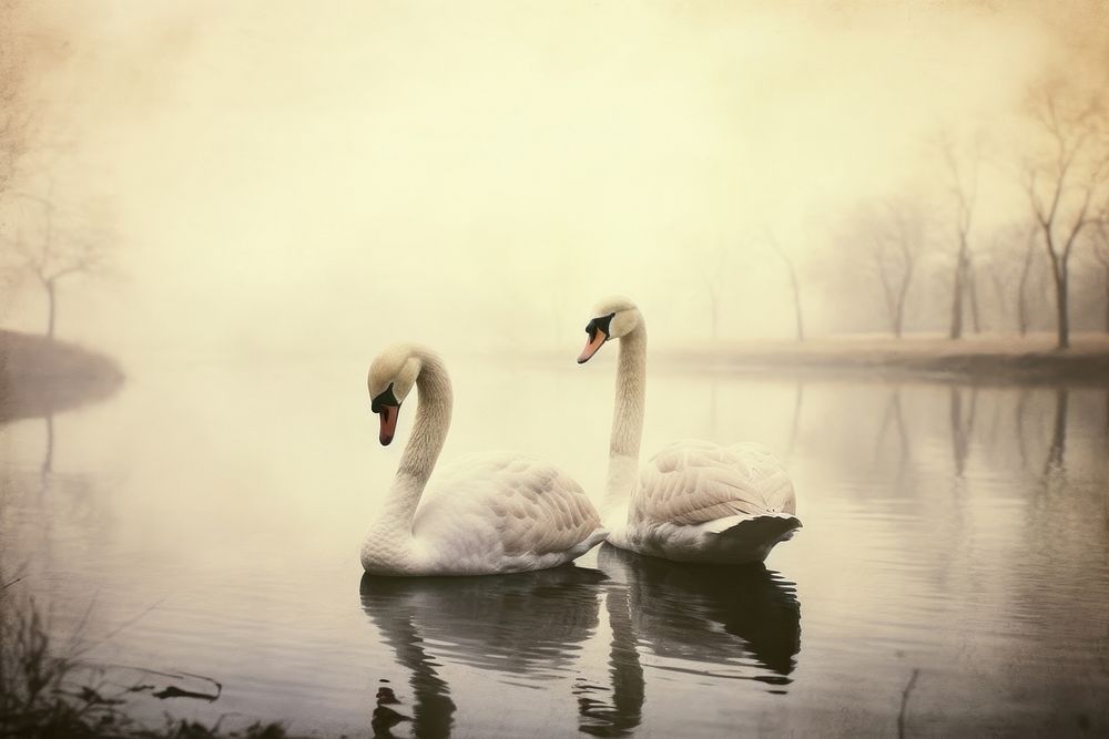 A couple of swan with lake in background outdoors animal nature. AI generated Image by rawpixel.