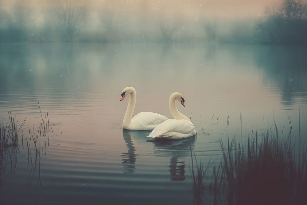A couple swan with lake and full moon in background outdoors animal nature. AI generated Image by rawpixel.