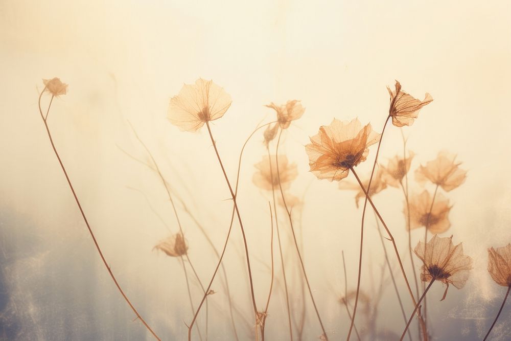 Dried flower backgrounds outdoors nature. AI generated Image by rawpixel.