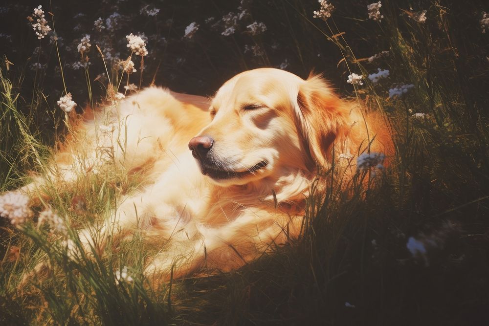 A dog sleep comfortably on meadow outdoors animal mammal. AI generated Image by rawpixel.