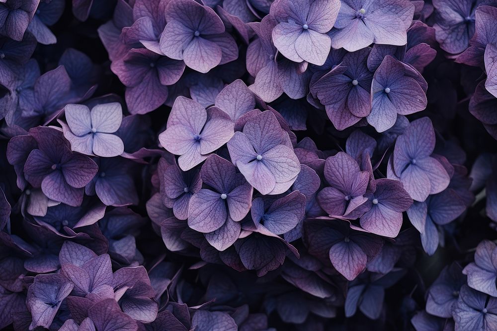 Purple hydrangea flowers plant inflorescence backgrounds. AI generated Image by rawpixel.