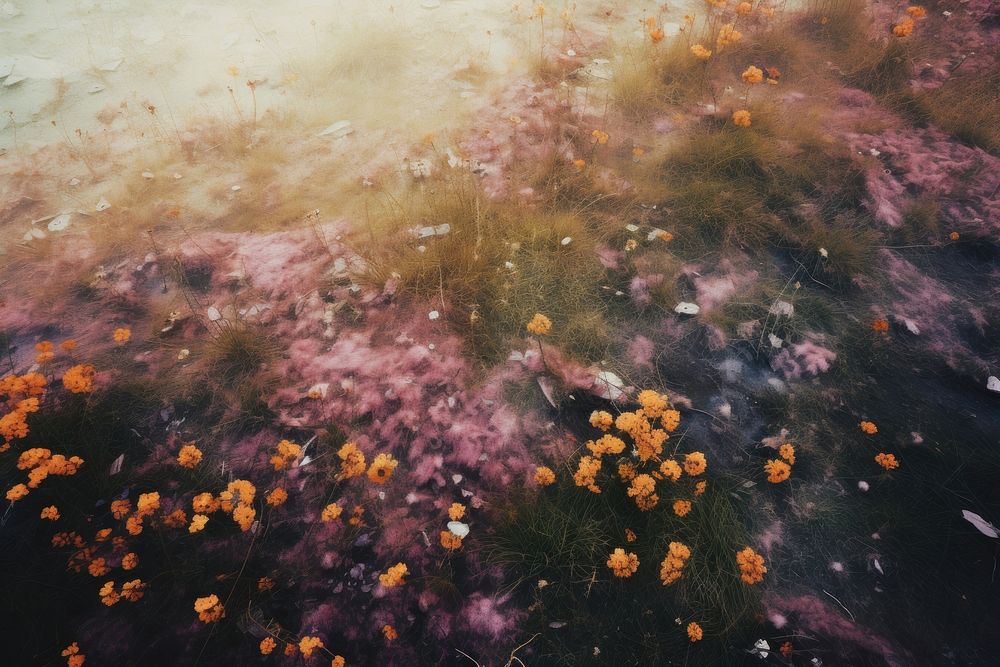 Meadow flower petal plant. AI generated Image by rawpixel.