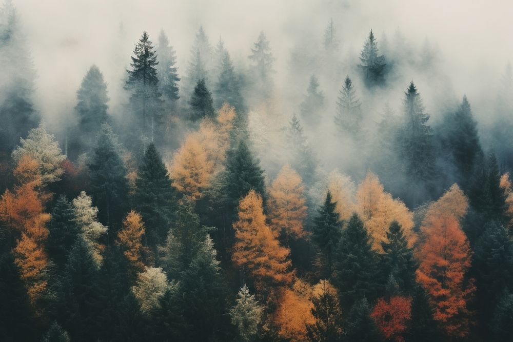 A foggy forest land landscape outdoors. AI generated Image by rawpixel.