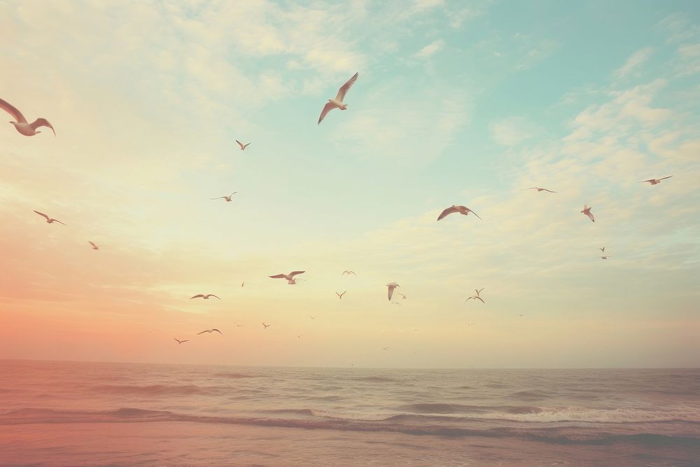 A flock of seagull birds flying on top the beach landscape outdoors horizon. AI generated Image by rawpixel.