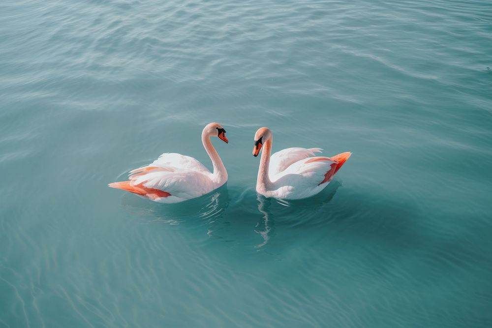 Couple of swan with pale lake flamingo animal bird. AI generated Image by rawpixel.