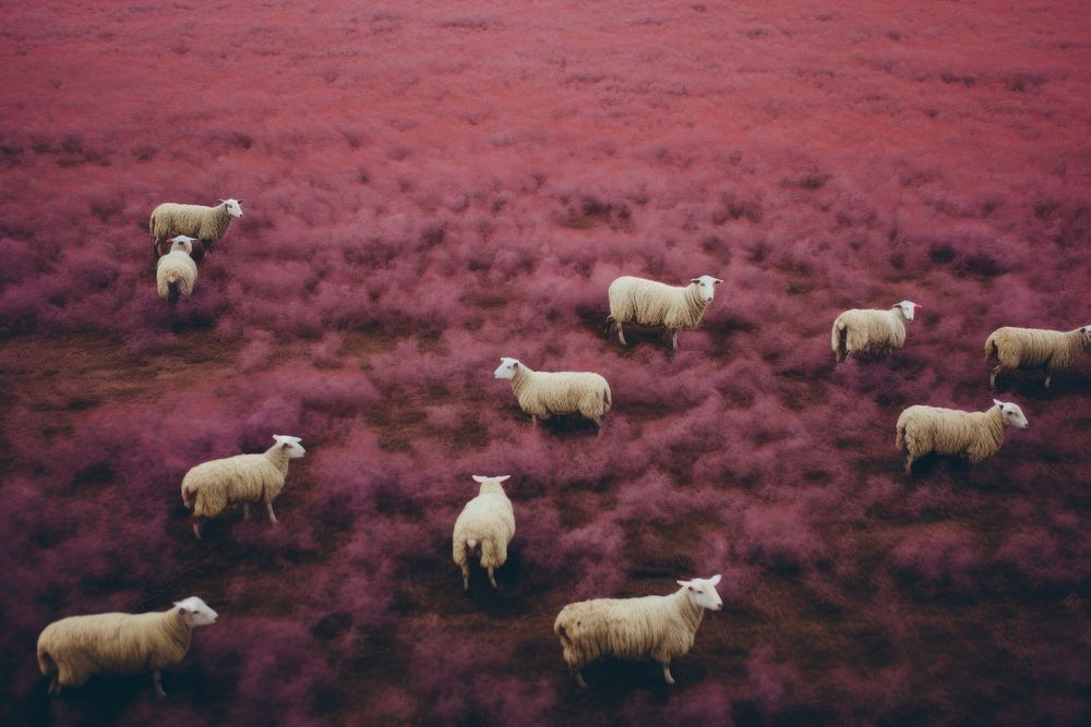 Group of sheeps in the farm livestock landscape grassland. 