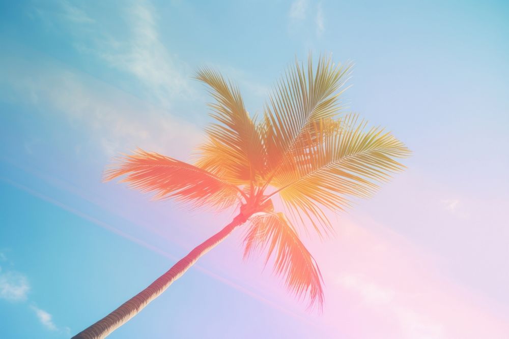 Light leak sky and palm tree outdoors nature summer. AI generated Image by rawpixel.