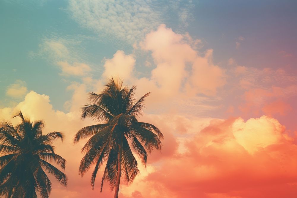 Light leak sky and palm tree landscape outdoors nature. AI generated Image by rawpixel.