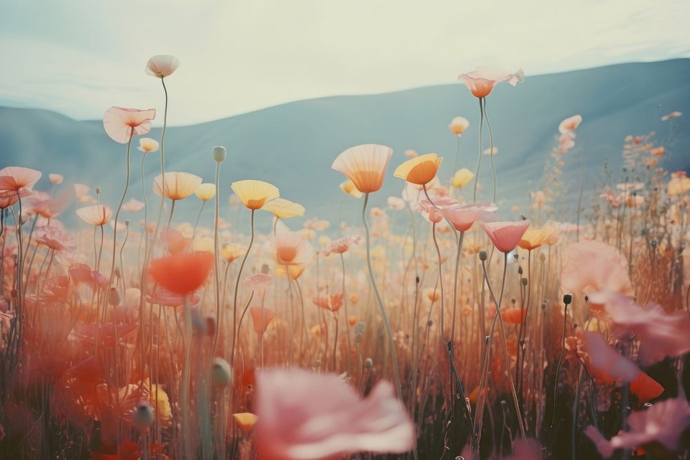 Light leak flowers field landscape outdoors nature. AI generated Image by rawpixel.