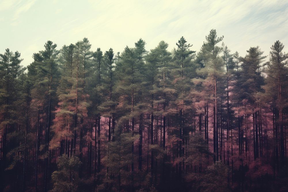 Pine forest land landscape outdoors. AI generated Image by rawpixel.