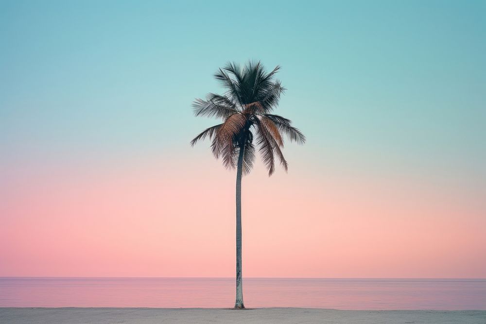 Silhouette shape of coconut tree with pale beach outdoors horizon nature. AI generated Image by rawpixel.