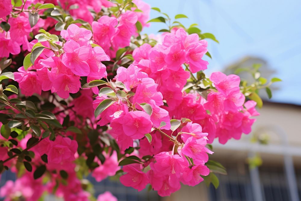 Pink flower bougainvillea outdoors blossom. AI generated Image by rawpixel.