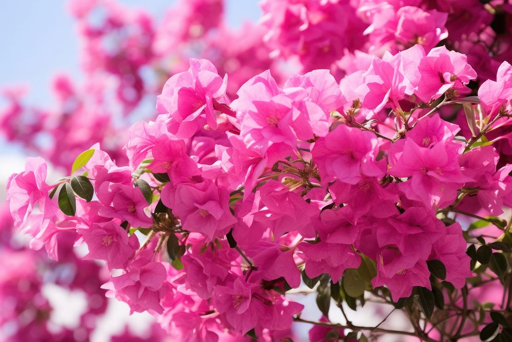 Pink flower bougainvillea outdoors blossom. AI generated Image by rawpixel.