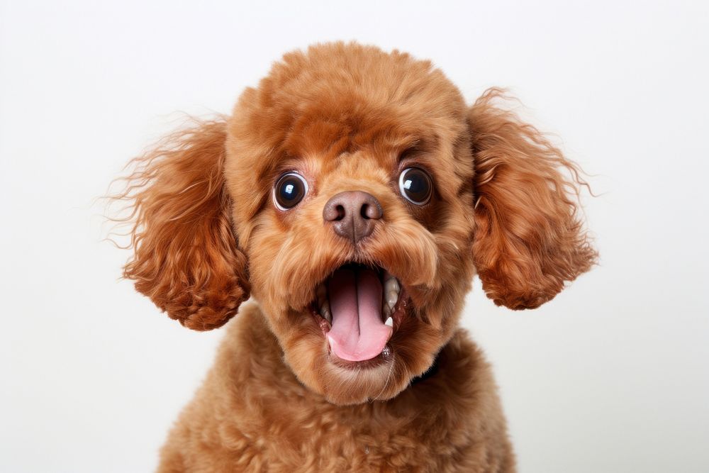 Poodle mammal animal puppy. AI generated Image by rawpixel.