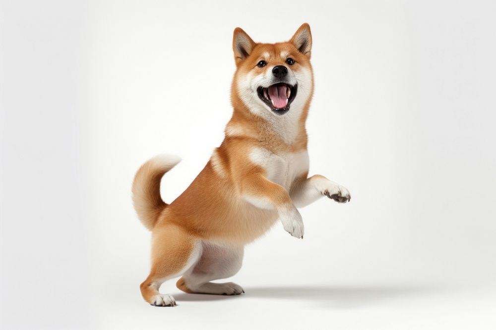 Shiba mammal animal pet. AI generated Image by rawpixel.