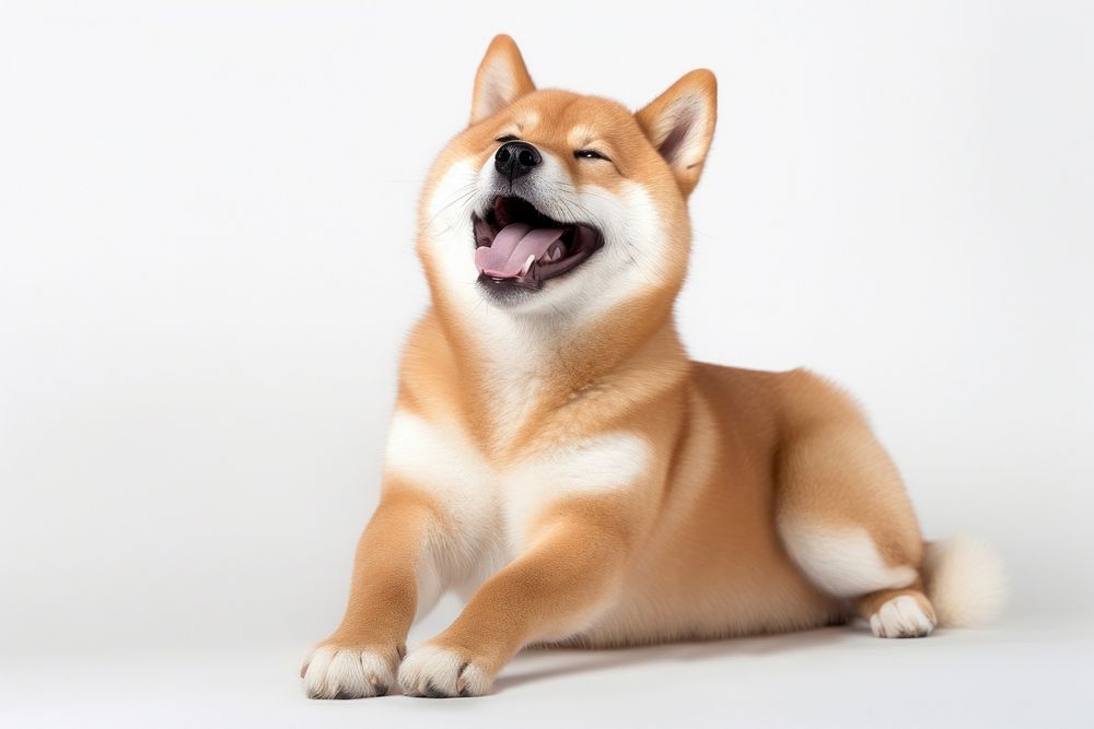 Shiba mammal animal pet. 