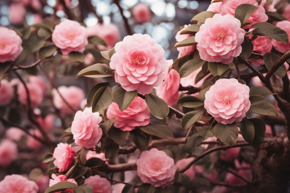 Pink flower outdoors blossom nature. AI generated Image by rawpixel.