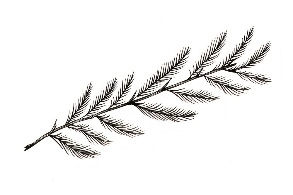 Vintage pine leaf drawing sketch plant. AI generated Image by rawpixel.