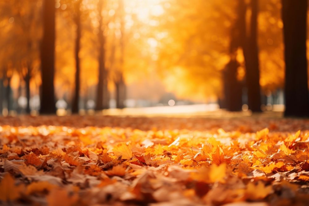 Sunny autumn backgrounds leaves plant. AI generated Image by rawpixel.