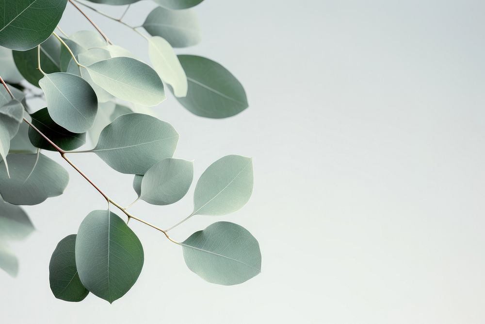 Eucalyptus plant leaves leaf tree outdoors. AI generated Image by rawpixel.