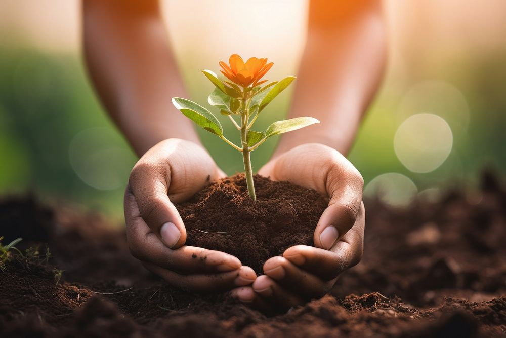 Human hand holding flower with soil nature gardening planting. AI generated Image by rawpixel.